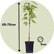 PLANT IN A BOX - Pommier - Set de 3 - Malus - Hauteur 60-70cm - ⌀9cm - vignette