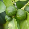 PLANT IN A BOX - Citronnier - Set de 3 - Citrus aurantifolia - Hauteur 25-40cm - ⌀9cm - vignette
