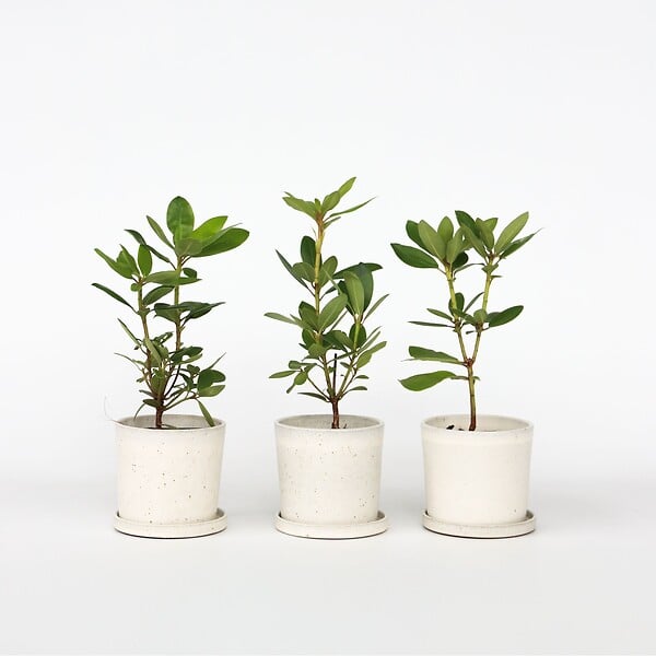 PLANT IN A BOX - Citronnier - Set de 3 - Citrus aurantifolia - Hauteur 25-40cm - ⌀9cm - large