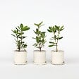 PLANT IN A BOX - Citronnier - Set de 3 - Citrus aurantifolia - Hauteur 25-40cm - ⌀9cm - vignette