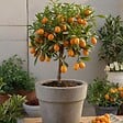 PLANT IN A BOX - Mélange de citrons - Set de 3 - Citrus limon - Hauteur 25-40cm - ⌀9cm - vignette