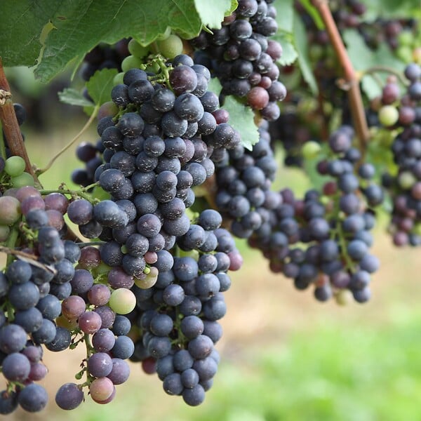 PLANT IN A BOX - Vigne à raisin - Set de 3 - Vitis vinifera 'Cabernet franc' - H25-40cm - ⌀9cm - large