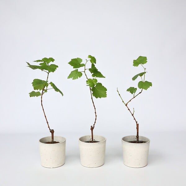 PLANT IN A BOX - Vigne à raisin - Set de 3 - Vitis vinifera 'Cabernet franc' - H25-40cm - ⌀9cm - large