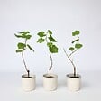 PLANT IN A BOX - Vigne à raisin - Set de 3 - Vitis vinifera 'Cabernet franc' - H25-40cm - ⌀9cm - vignette