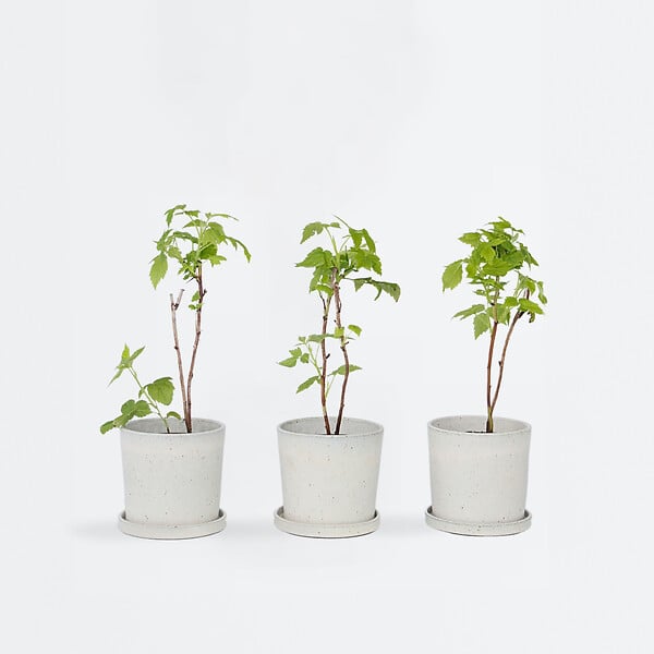 PLANT IN A BOX - Framboisier - Set de 3 - Rubus ideaus 'Autumn Bliss' - Hauteur 25-40cm - ⌀9cm - large