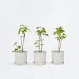 PLANT IN A BOX - Framboisier - Set de 3 - Rubus ideaus 'Autumn Bliss' - Hauteur 25-40cm - ⌀9cm - vignette