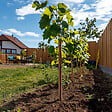 PLANT IN A BOX - Vigne à raisin - Set de 3 - Vitis vinifera 'Chardonnay' - Hauteur 25-40cm - ⌀9cm - vignette