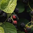 PLANT IN A BOX - Mûrier - Set de 2 - Rubus fruticosus 'Thornfree' - Hauteur 50-60cm - ⌀15cm - vignette