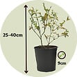 PLANT IN A BOX - Myrtille - Set de 6 - Vaccinium corymbosum 'Sunshine Blue' - H25-40cm - ⌀9cm - vignette