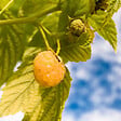 PLANT IN A BOX - Framboisier - Set de 3 - Rubus idaeus 'Fallgold' - Hauteur 25-40cm - ⌀9cm - vignette