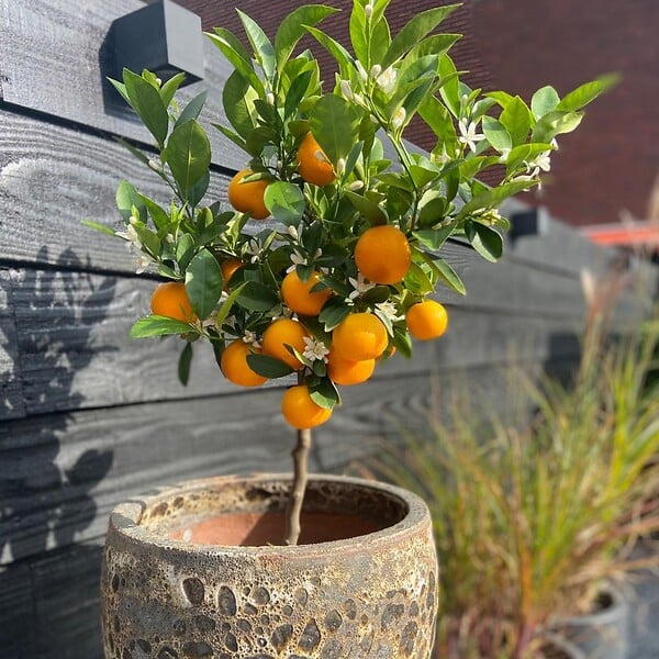 PLANT IN A BOX - Citronnier - Citrus mitis 'Calamondin' - Hauteur 55-65cm - ⌀19cm - large