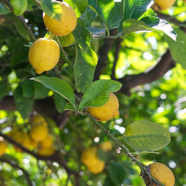 PLANT IN A BOX - Citronnier - Citrus limon - Hauteur 60-70cm - ⌀19cm - large