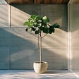 PLANT IN A BOX - Figuier de Barbarie - Ficus Carica - Hauteur 70-90cm - ⌀21cm - vignette