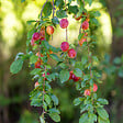 PLANT IN A BOX - Mélange d'arbres fruitiers - Set de 8 - Malus, Pryus, Prunus - H60-70cm - ⌀9cm - vignette