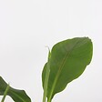 PLANT IN A BOX - Bananier du Japon - Set de 4 - Musa basjoo - Hauteur 25-40cm - ⌀9cm - vignette