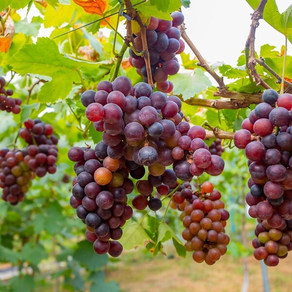 PLANT IN A BOX - Vigne à raisin - Set de 3 - Vitis vinifera 'Pinot Gris' - Hauteur 25-40cm - ⌀9cm - large