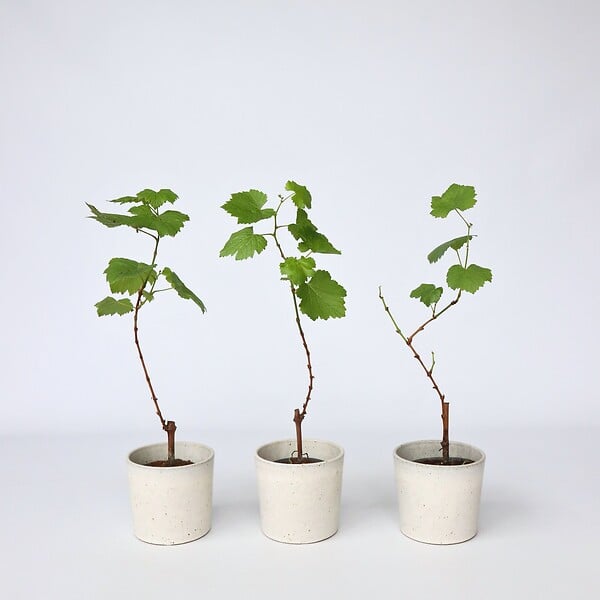 PLANT IN A BOX - Vigne à raisin - Set de 3 - Vitis vinifera 'Pinot Gris' - Hauteur 25-40cm - ⌀9cm - large