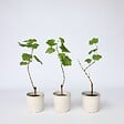 PLANT IN A BOX - Vigne à raisin - Set de 3 - Vitis vinifera 'Pinot Gris' - Hauteur 25-40cm - ⌀9cm - vignette