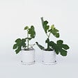 PLANT IN A BOX - Figuier de Barbarie - Set de 2 - Ficus carica 'Brown Turkey' - H25-40cm - ⌀9cm - vignette