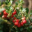 PLANT IN A BOX - Canneberge - Set de 3 - Vaccinium macrocarpon 'Cranberry' - H10-20cm - ⌀9cm - vignette