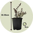 PLANT IN A BOX - Canneberge - Set de 3 - Vaccinium macrocarpon 'Cranberry' - H10-20cm - ⌀9cm - vignette