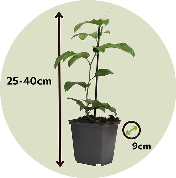 PLANT IN A BOX - Passiflore - Set de 3 - Passiflora edulis 'Frederick' - Hauteur 25-40cm - ⌀9cm - large