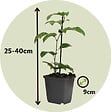 PLANT IN A BOX - Passiflore - Set de 3 - Passiflora edulis 'Frederick' - Hauteur 25-40cm - ⌀9cm - vignette