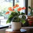 PLANT IN A BOX - Langue de feu - Anthurium 'Madural Orange' - Hauteur 55-70cm - Pot 17cm - vignette
