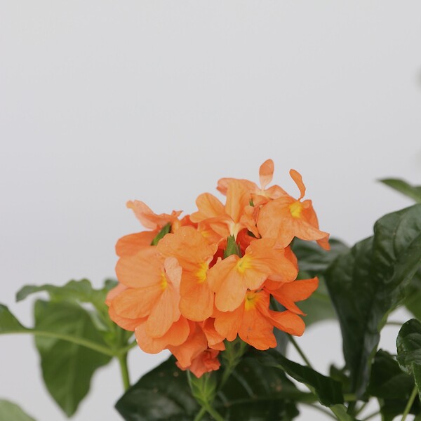PLANT IN A BOX - Fleur du feu - Set de 2 - Crossandra 'Fortuna' - Hauteur 20-30cm - ⌀13cm - large