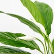 BLOOMIQUE - Spathiphyllum - Lys de la paix - Plantes d’intérieur - Dépolluante - Hauteur 30-40 cm - Pot 12 cm - vignette