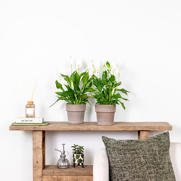 BLOOMIQUE - Spathiphyllum - Lys de la paix - Plantes d’intérieur - Dépolluante - Hauteur 30-40 cm - Pot 12 cm - large
