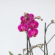 PLANT IN A BOX - Orchidée papillon - Phalaenopsis Multiflora - Hauteur 35-45cm - ⌀12cm - vignette