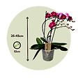 PLANT IN A BOX - Orchidée papillon - Phalaenopsis Multiflora - Hauteur 35-45cm - ⌀12cm - vignette