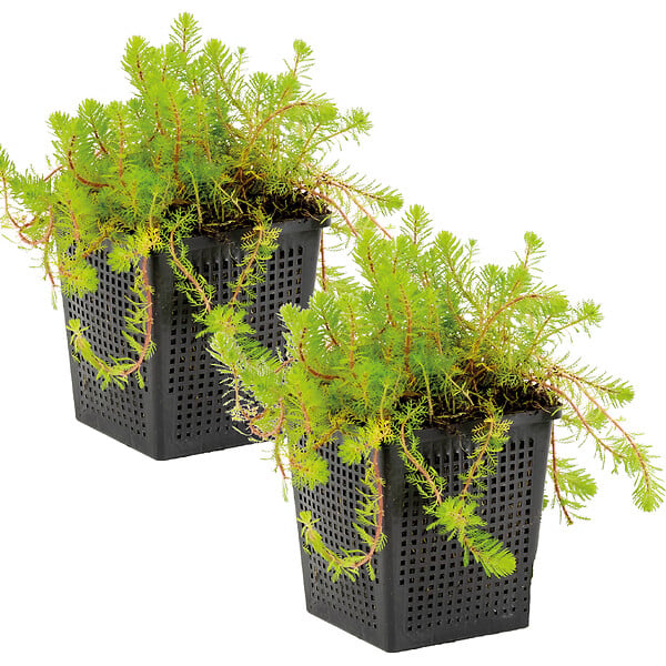 BLOOMIQUE - Lot de 2 - Myriophyllum Red Stem - Myriophylle rouge - Plantes de bassin - H. 10-20 cm - P. 11 cm - large