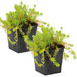 BLOOMIQUE - Lot de 2 - Myriophyllum Red Stem - Myriophylle rouge - Plantes de bassin - H. 10-20 cm - P. 11 cm - vignette