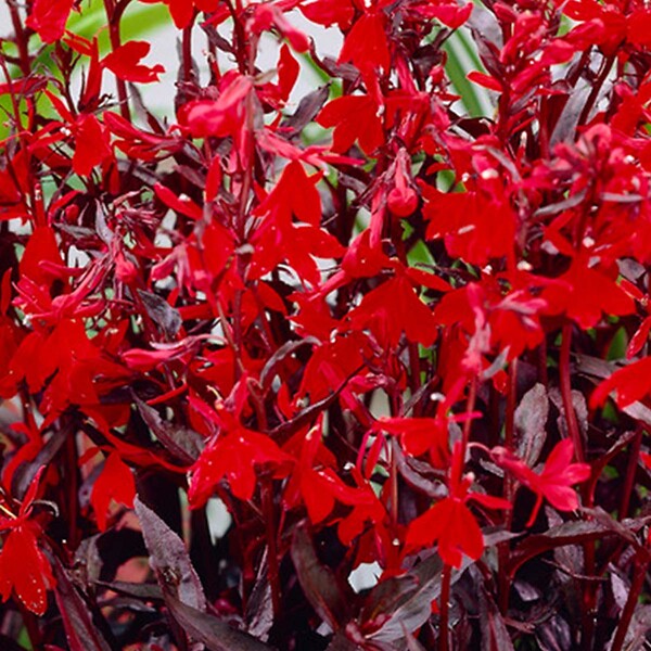 BLOOMIQUE - Lot de 3 - Lobelia Queen Victoria - Lobélie écarlate - Rouge - H. 20-30 cm - P. 9 cm - large