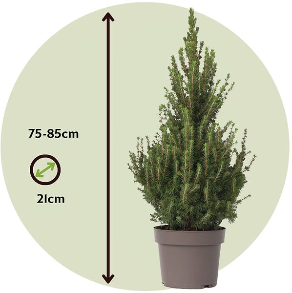 PLANT IN A BOX - Épinette blanche - Picea glauca conica 'December' - Hauteur 55cm - ⌀21cm - large