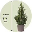 PLANT IN A BOX - Épinette blanche - Picea glauca conica 'December' - Hauteur 55cm - ⌀21cm - vignette