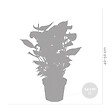 BLOOMIQUE - Anthurium - Flamant rose - Rose - Plante d’intérieur - Dépolluante - Hauteur 40-60 cm - Pot 14 cm - vignette
