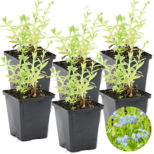 BLOOMIQUE - Lot de 6 - Myosotis Palustris - Myosotis des marais - Plantes de bassin - H. 10-20 cm - P. 9 cm - large