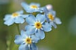 BLOOMIQUE - Lot de 6 - Myosotis Palustris - Myosotis des marais - Plantes de bassin - H. 10-20 cm - P. 9 cm - vignette