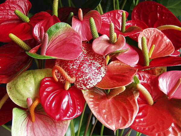 BLOOMIQUE - Anthurium - Flamant rose - Rouge - Plante d’intérieur - Dépolluante - Hauteur 30-40 cm - Pot 12 cm - large