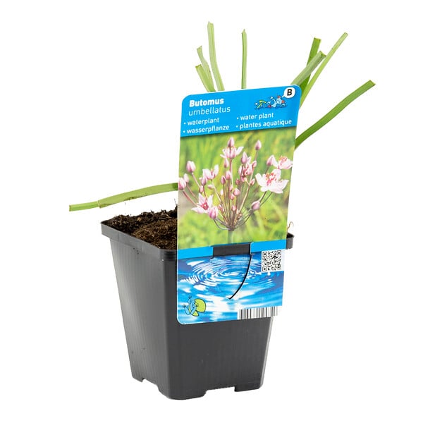 BLOOMIQUE - Butomus Umbellatus - Butome en ombelle - Plantes de bassin - H. 15-25 cm - P. 9 cm - large
