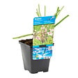 BLOOMIQUE - Butomus Umbellatus - Butome en ombelle - Plantes de bassin - H. 15-25 cm - P. 9 cm - vignette