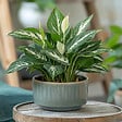 PLANT IN A BOX - Fleur de lune - Spathiphyllum 'Diamond' - Hauteur 40-50cm - ⌀12cm - vignette