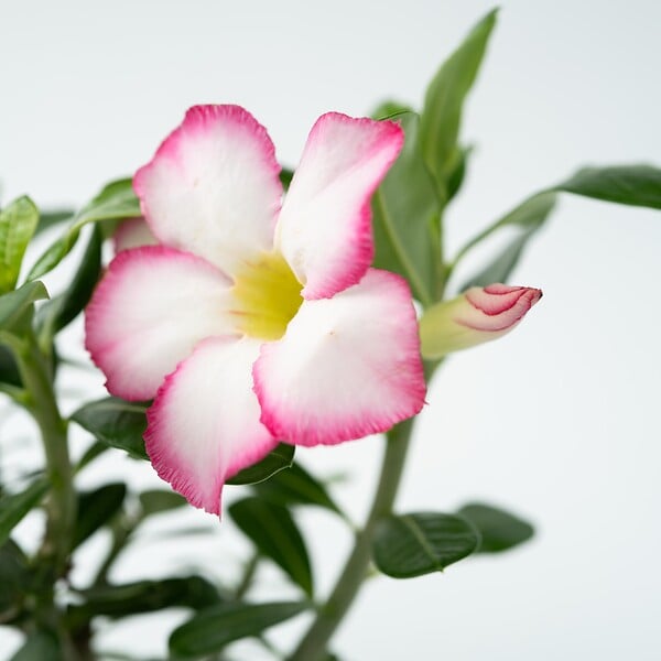 PLANT IN A BOX - Rose du désert - Adenium obesum 'Pink Star' - Hauteur 30-45cm - ⌀13cm - large