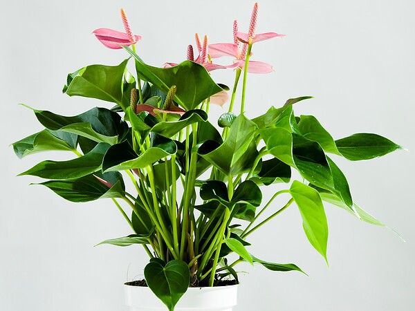 BLOOMIQUE - Anthurium - Flamant rose - Rose - Plante d’intérieur - Dépolluante - Hauteur 30-40 cm - Pot 12 cm - large