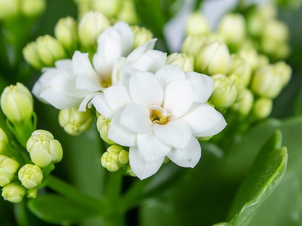 BLOOMIQUE - Lot de 3 - Kalanchoé - Fleurs blanches - Plante d'extérieur et d'intérieur - H. 15-25 cm - P. 12 cm - large