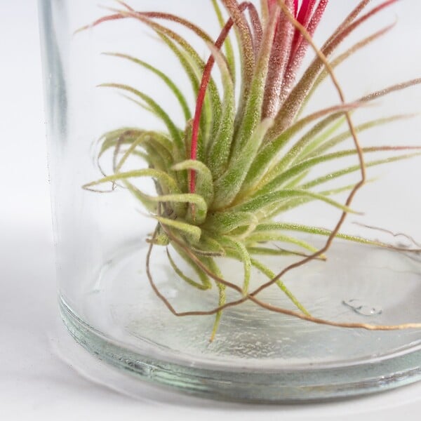 BLOOMIQUE - Lot de 3 - Tillandsia en Verre - Plantes aériennes - Plantes d’intérieur - Très facile à entretenir - large