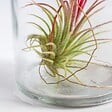BLOOMIQUE - Lot de 3 - Tillandsia en Verre - Plantes aériennes - Plantes d’intérieur - Très facile à entretenir - vignette